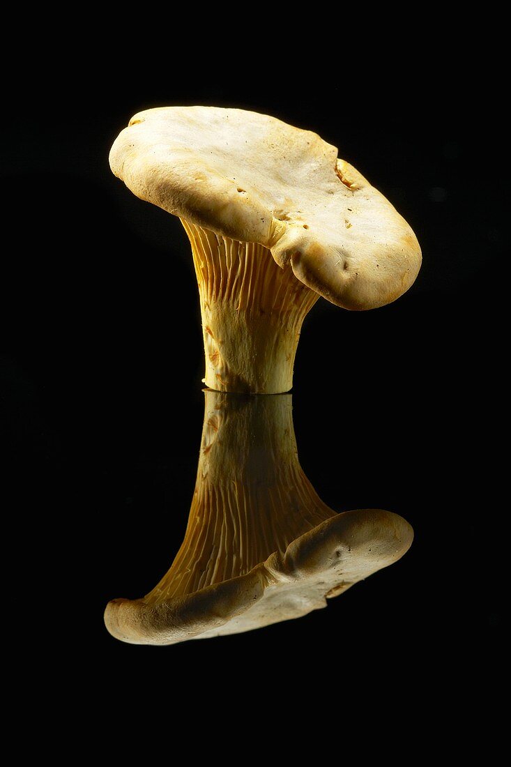 A Chanterelle Mushroom on Black with Reflection