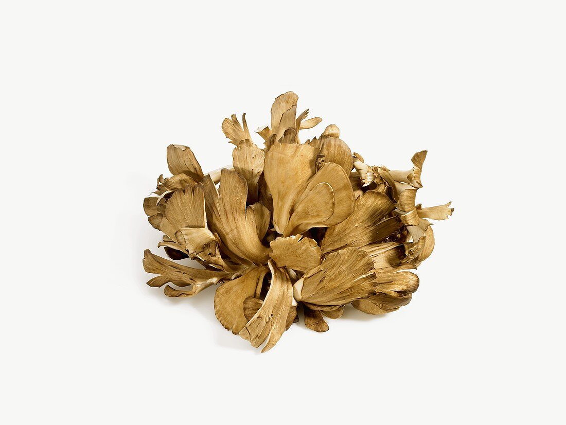 Maitake Pilze