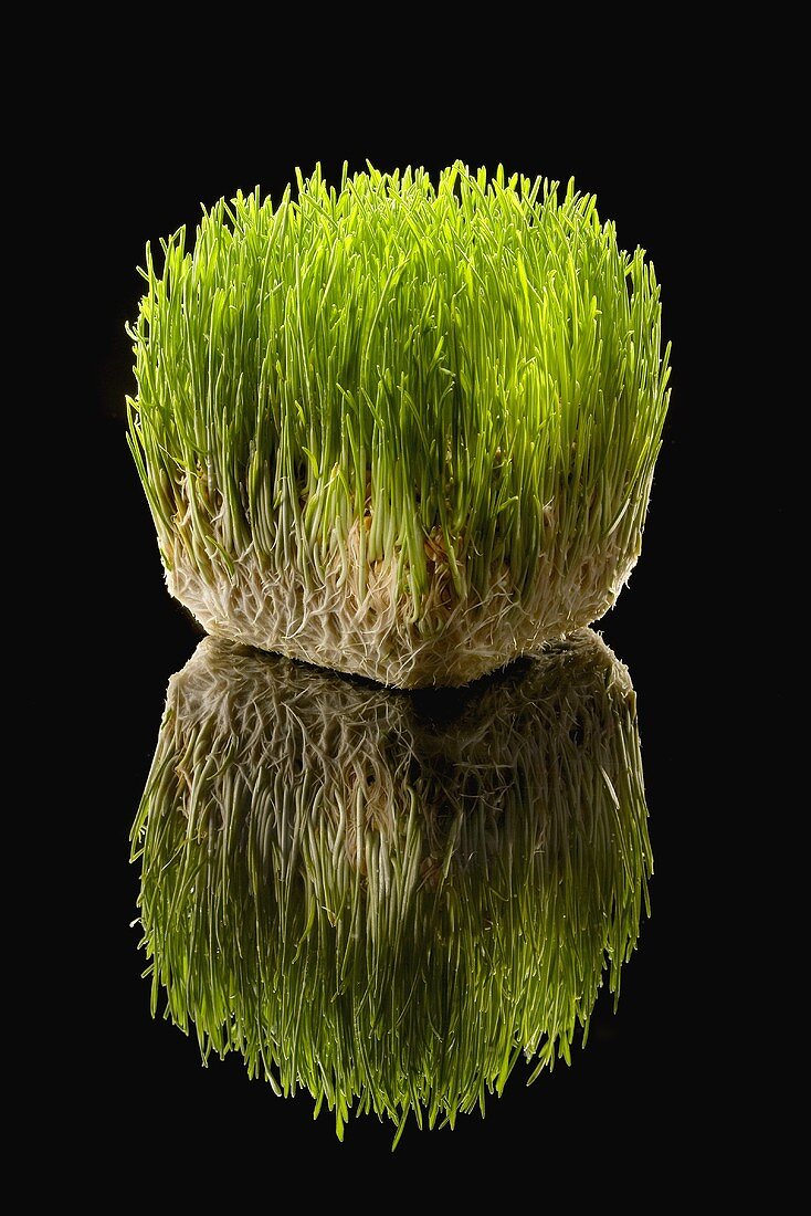 Weizengras mit Wurzeln auf schwarzem spiegelndem Untergrund