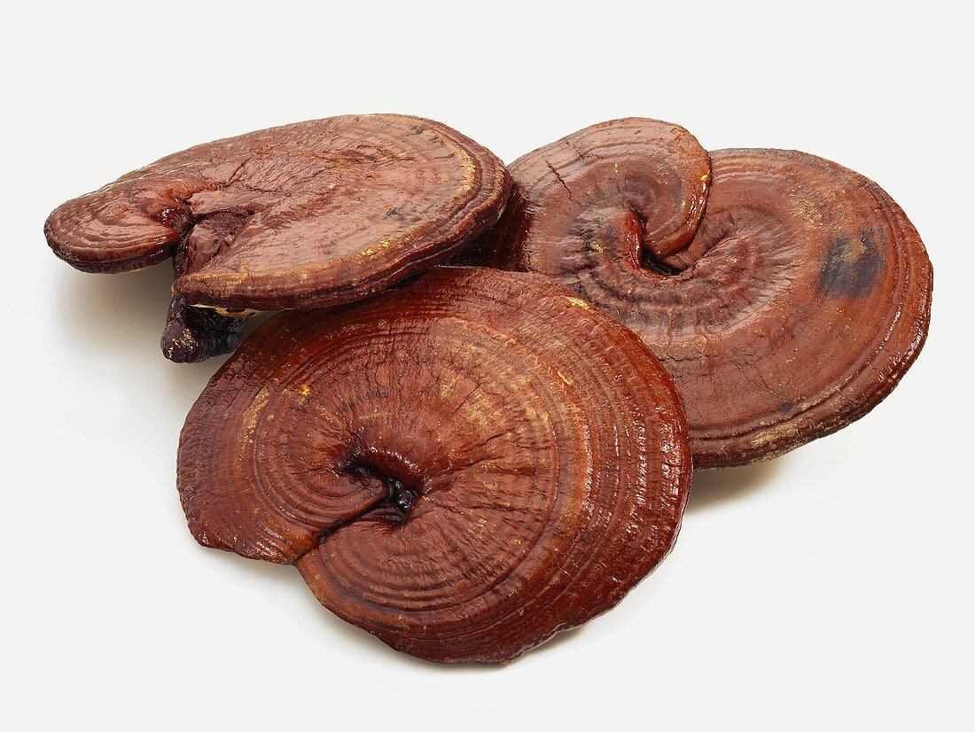 Reishi Mushrooms