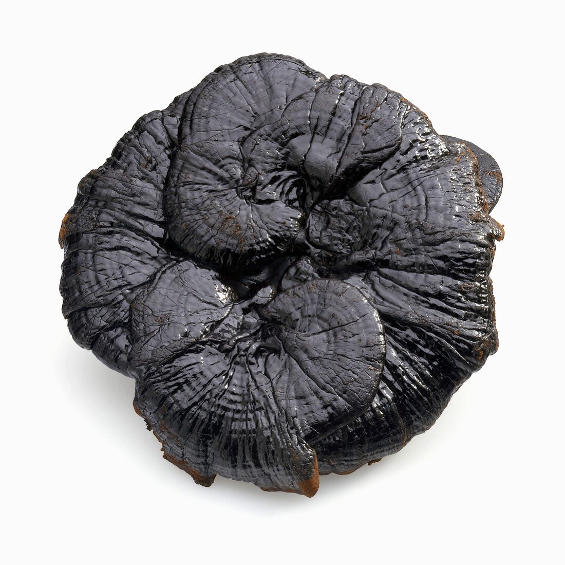 Black Reishi Mushroom