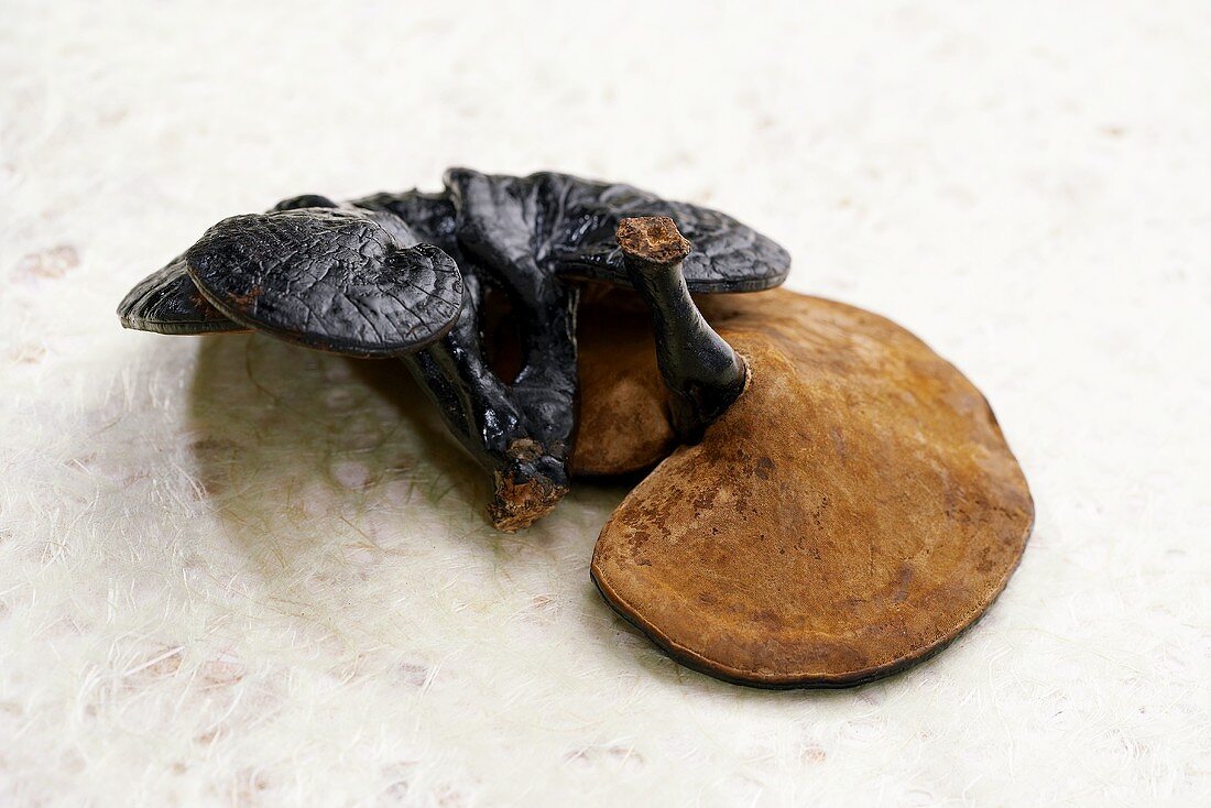 Black Rieshi Mushroom