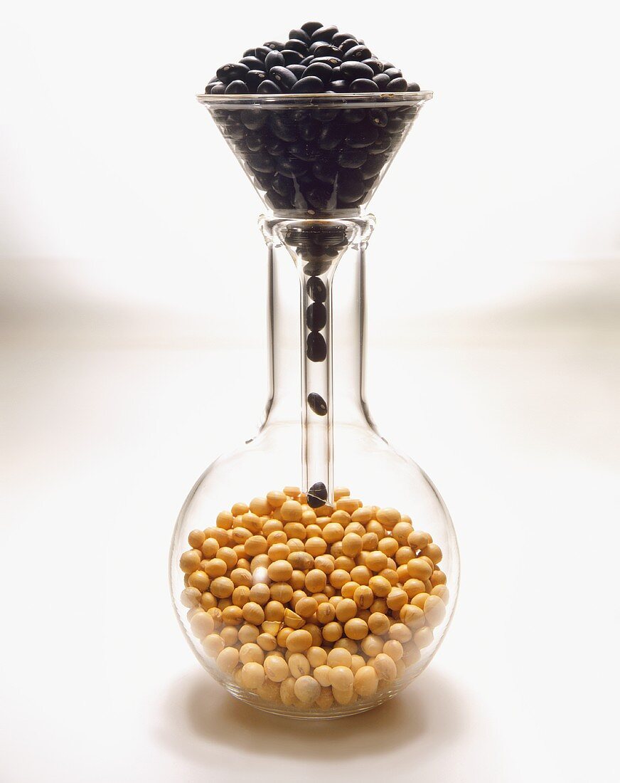 Dried Black Beans Falling Through a Funnel into a Beaker of Soybeans