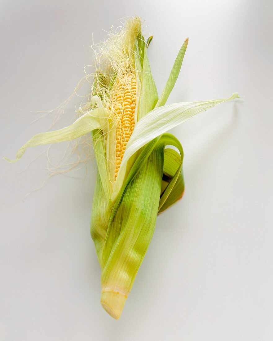 An Ear of Fresh Corn, Husk Pulled Back Partially