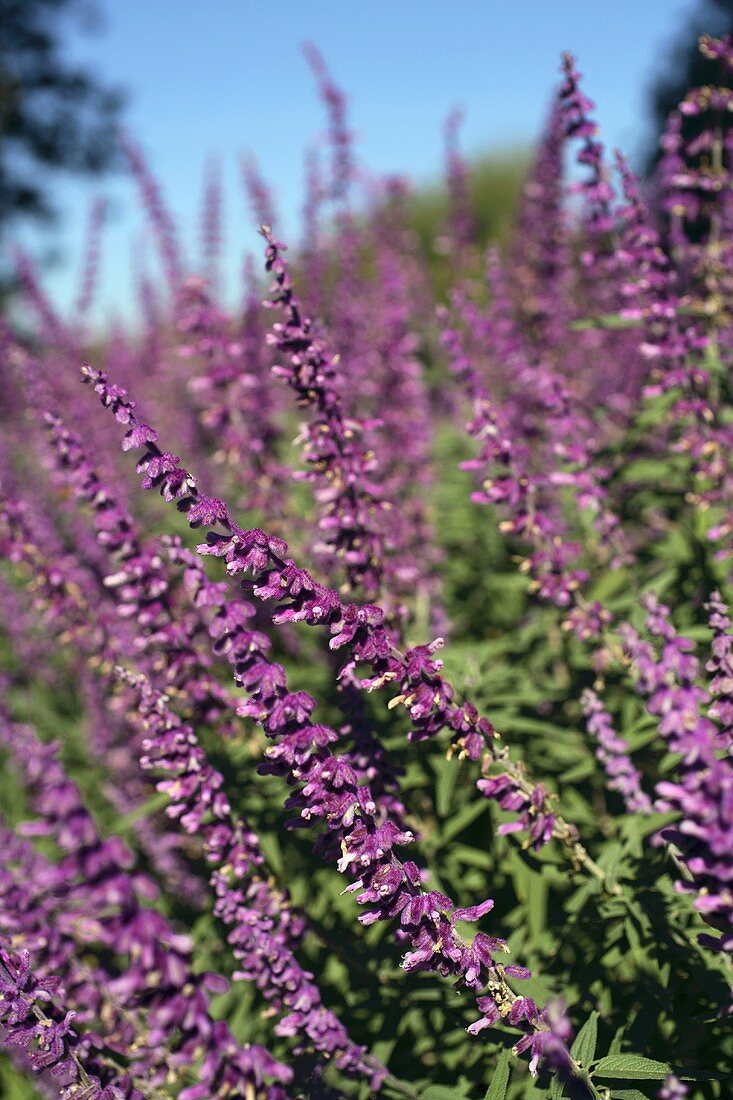 A Field of Flowering Mexican Sage