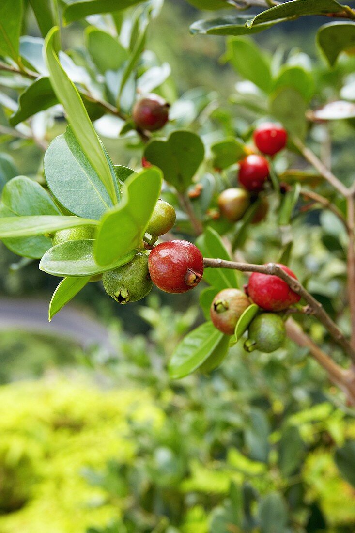 Strawberry Guavas on the Branch