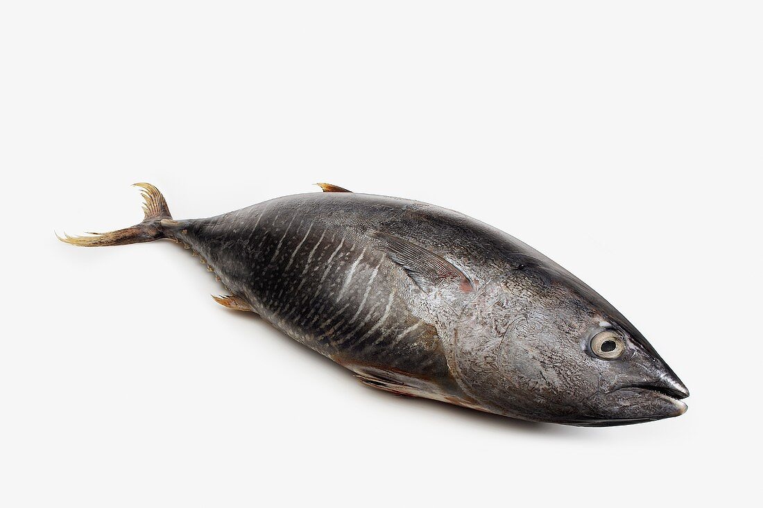 A Whole Tuna Fish