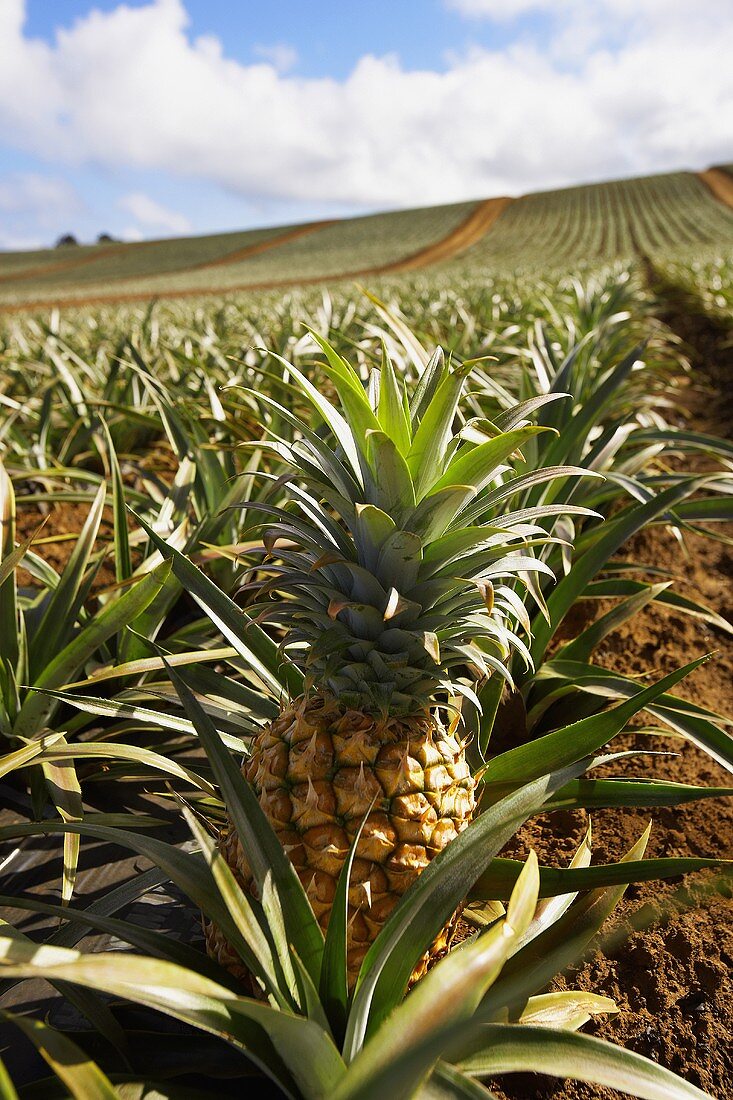 A Pineapple Growing in a Field in Maui