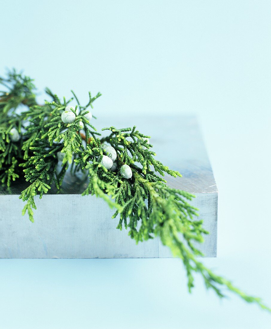 A Sprig of Juniper (Close Up)