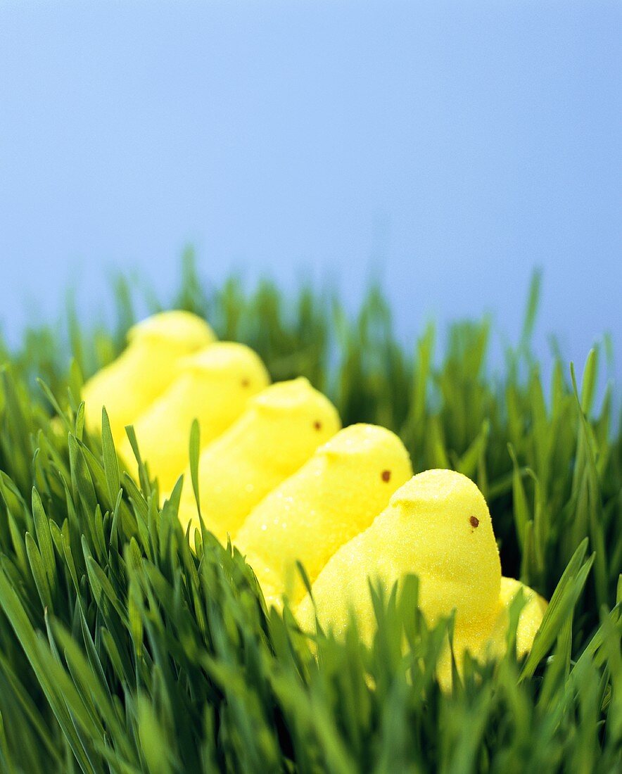 Gelbe Osterküken im Gras