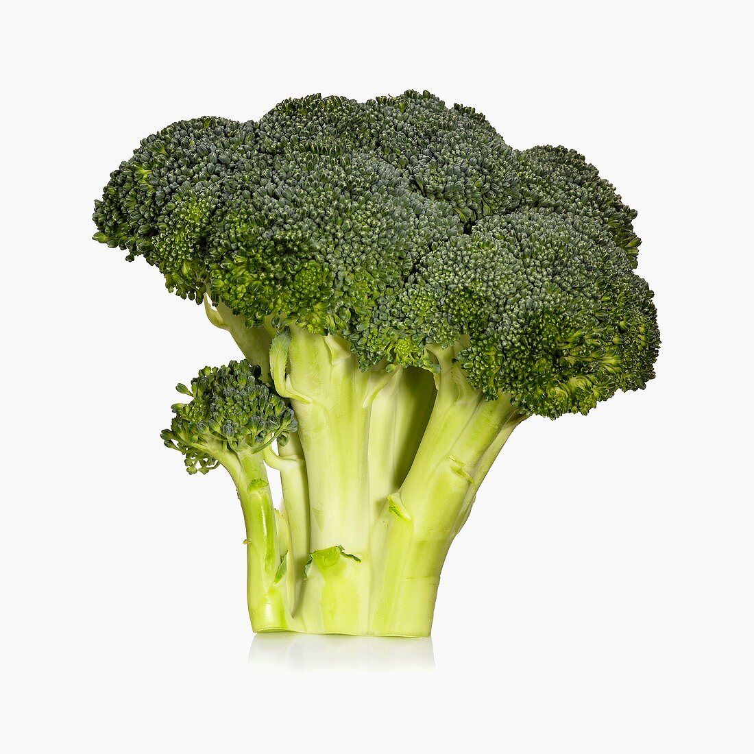 Raw Broccoli Bunch on White Background
