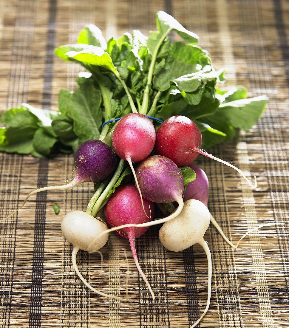 Rote, violette und weiße Radieschen, gebündelt