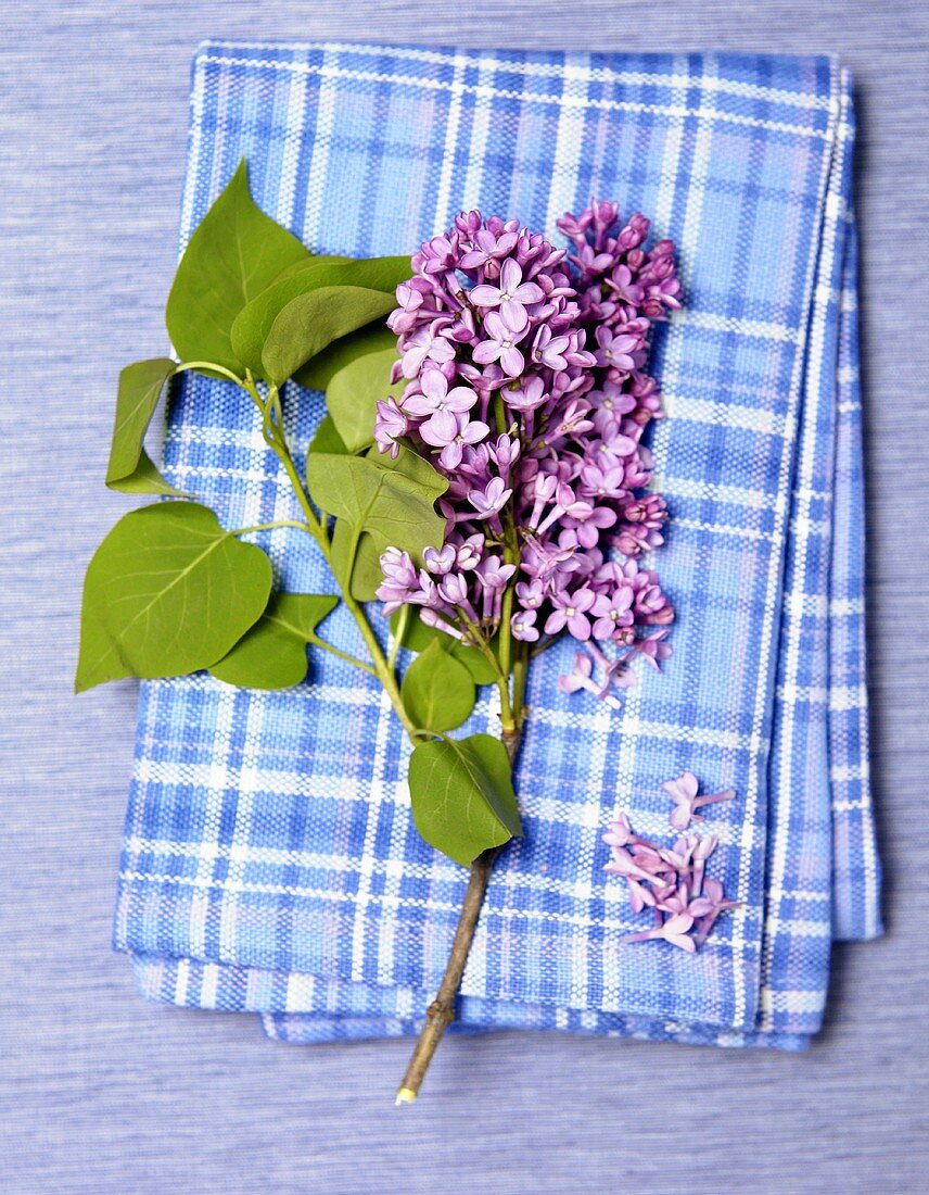 Overhead of Purple Lilac with Leaves on a Blue Plaid Dish Towel