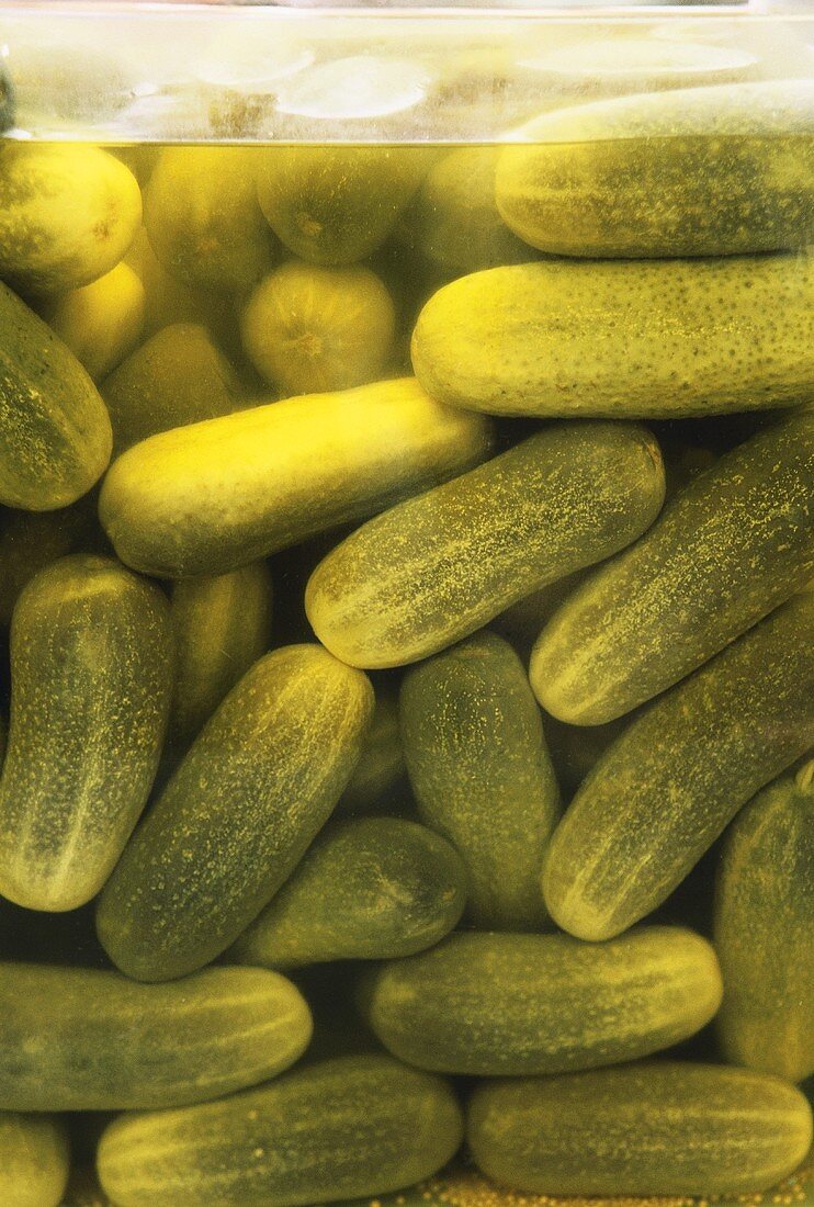 Whole Pickles in Jar with Pickle Juice; Close Up