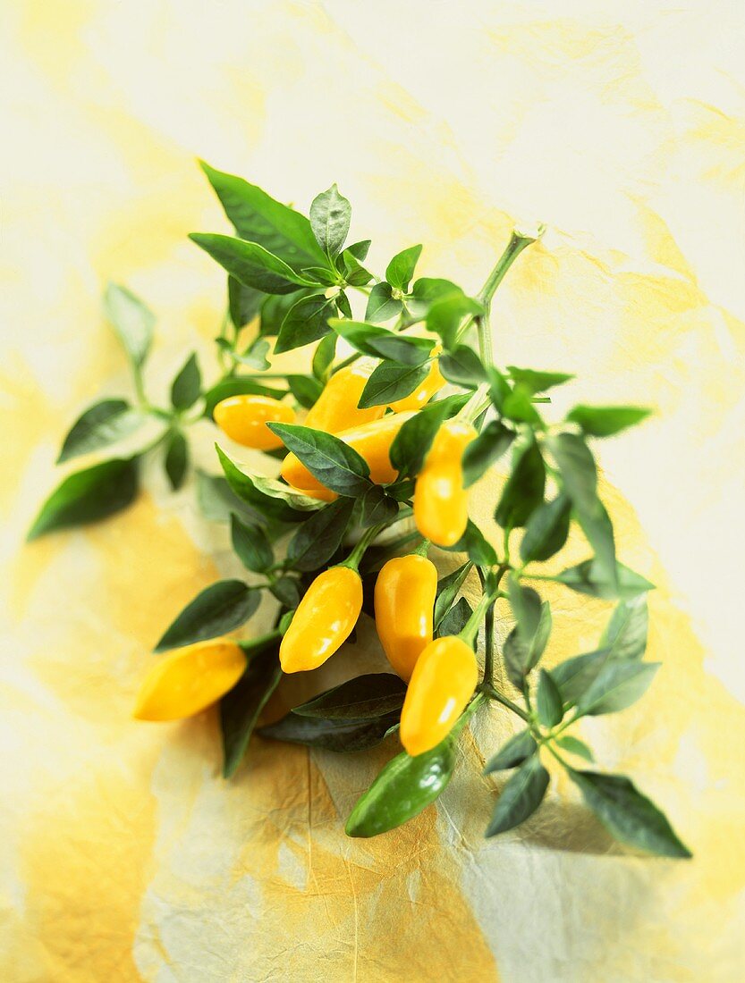 Branch of Plant with Yellow Chili Peppers