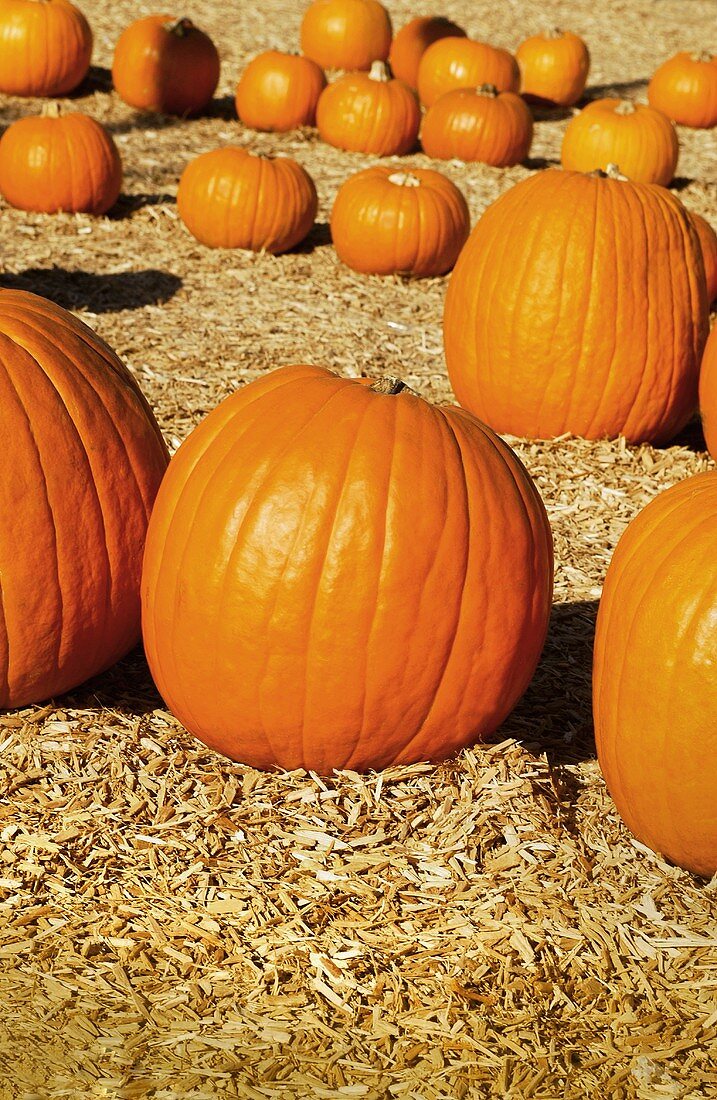 Pumpkins on Hay in Pumpkin Patch