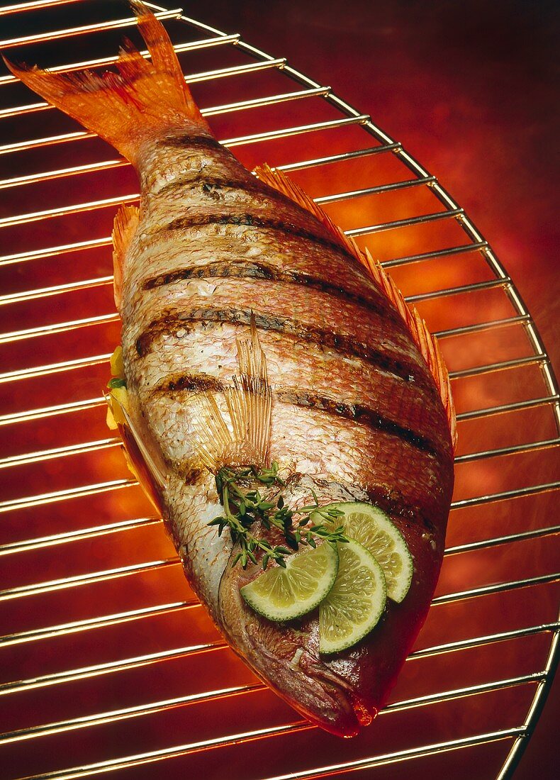 Whole Grilled Red Snapper on Grill Rack; Hot Coals