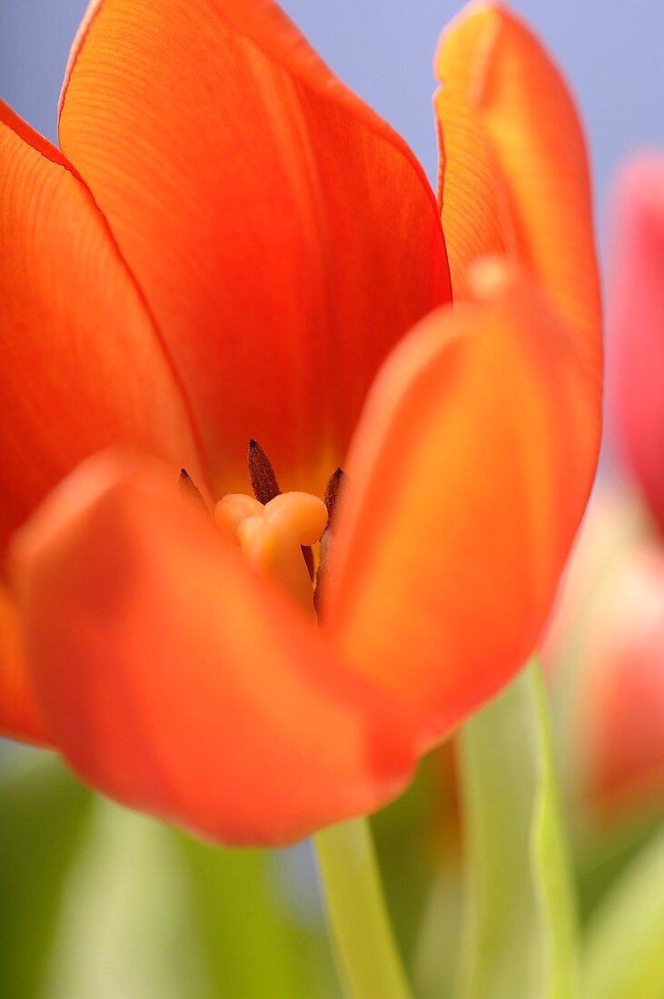 Orangefarbene Tulpe (Close Up)