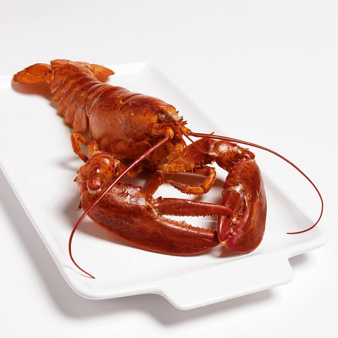 Cooked lobster