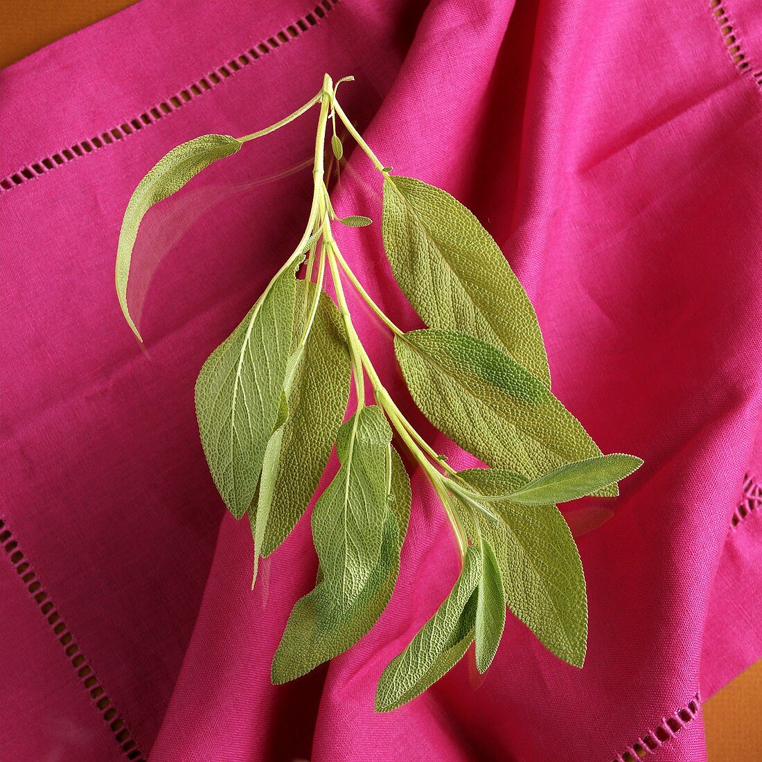 Small Sage Branch with Sage Leaves Over Pink Napkin