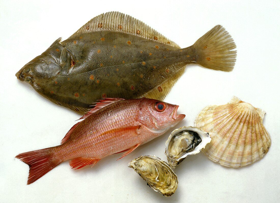 Scholle; Red Snapper & Muscheln