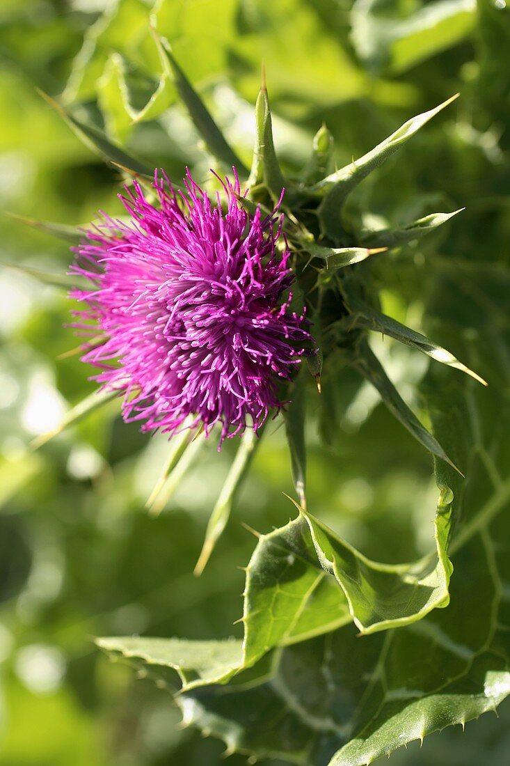 Blühende Mariendistel