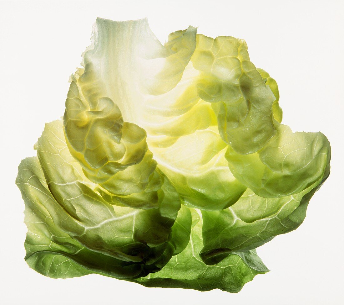 Bib lettuce