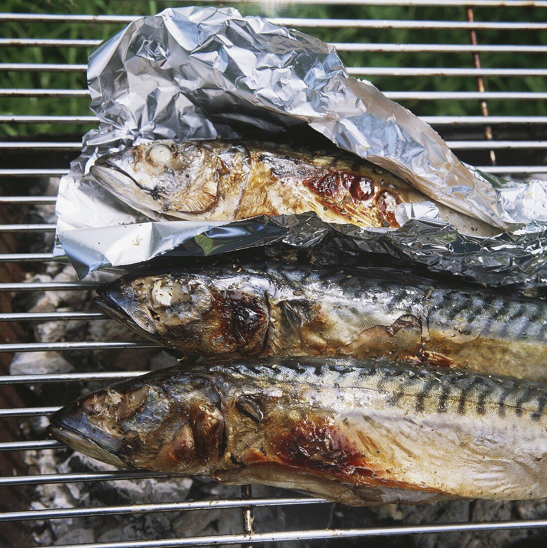 Gegrillte Makrelen