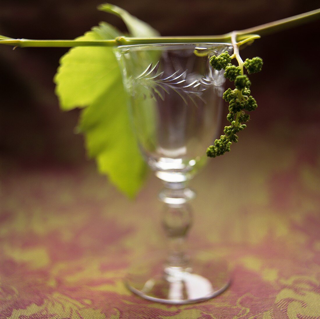 Antikes Weinglas und Weinranke