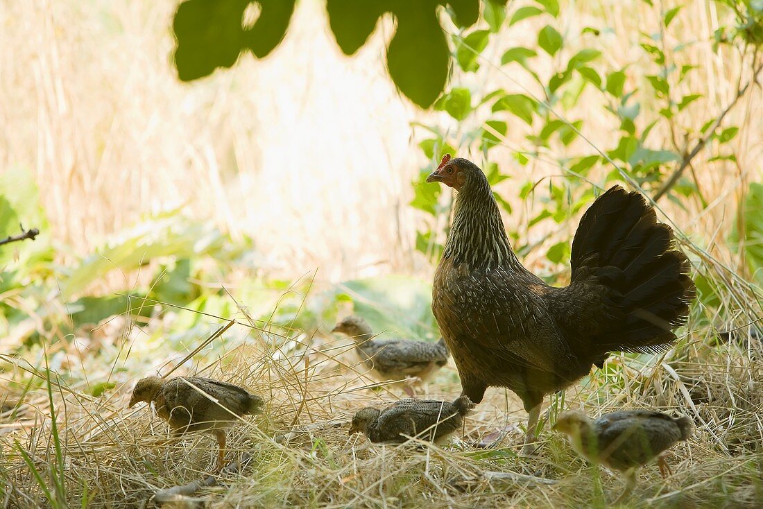 Henne mit Küken auf dem Bauernhof