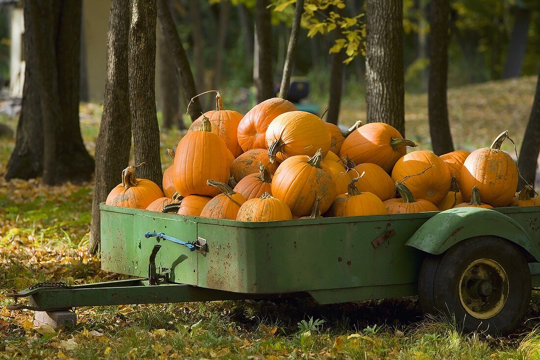 Pumpkins in a Trailer; Outdoors