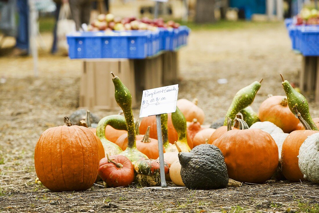 Verschiedene Kürbisse auf einem Bauernmarkt (Illinois, USA)