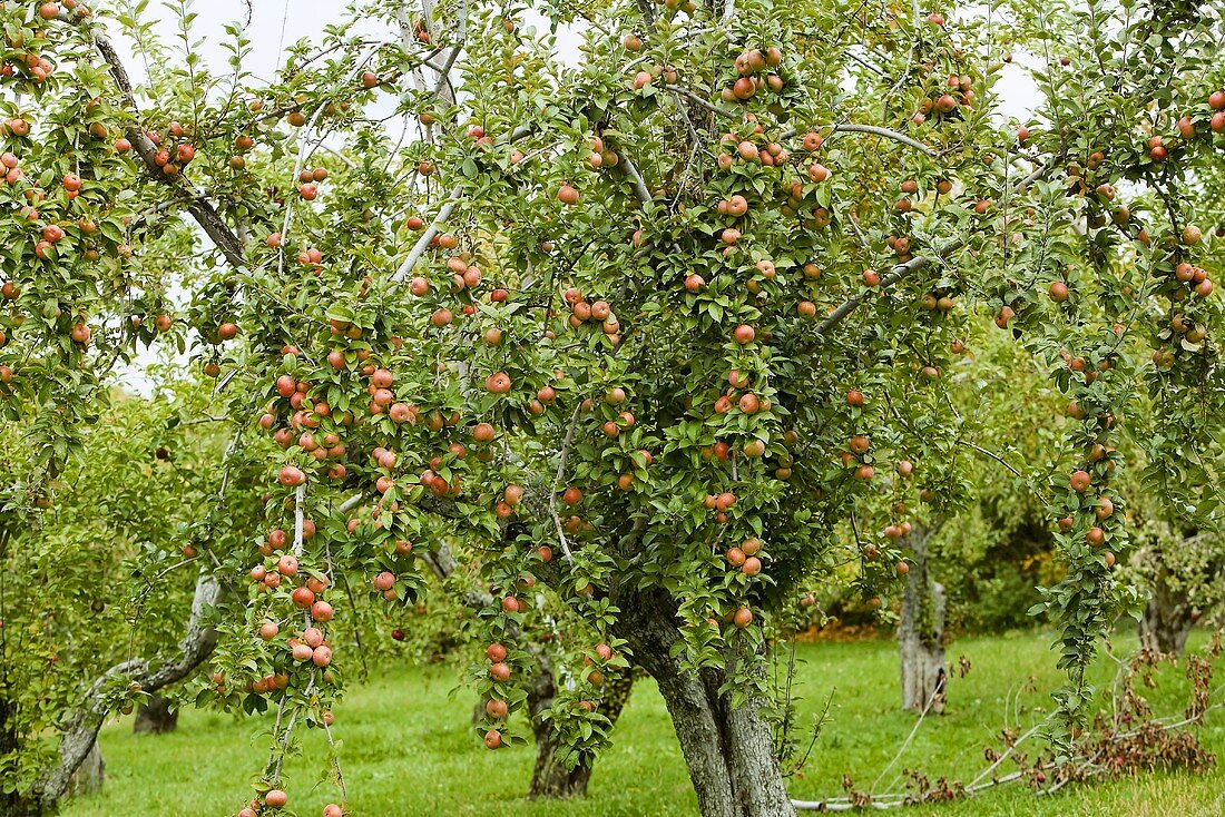 Apfelbaum im Garten