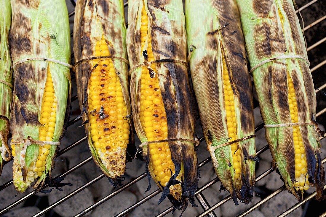 Corn on the Cob Roasting on Charcoal Grill