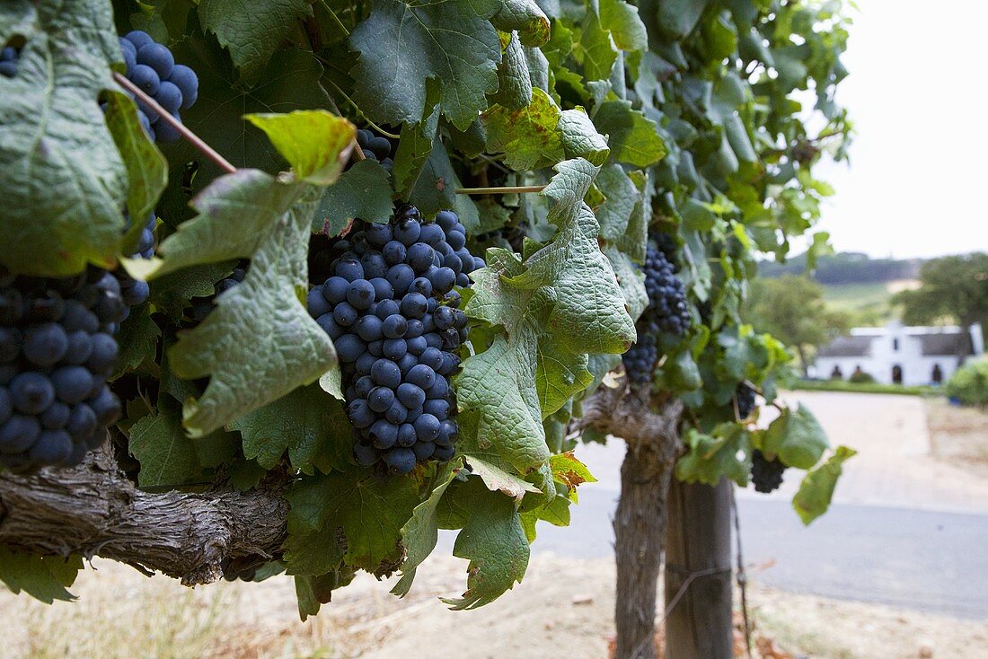 Rebstöcke mit Rotweintrauben (Weinbaugebiet Laborie, Paarl, Südafrika)