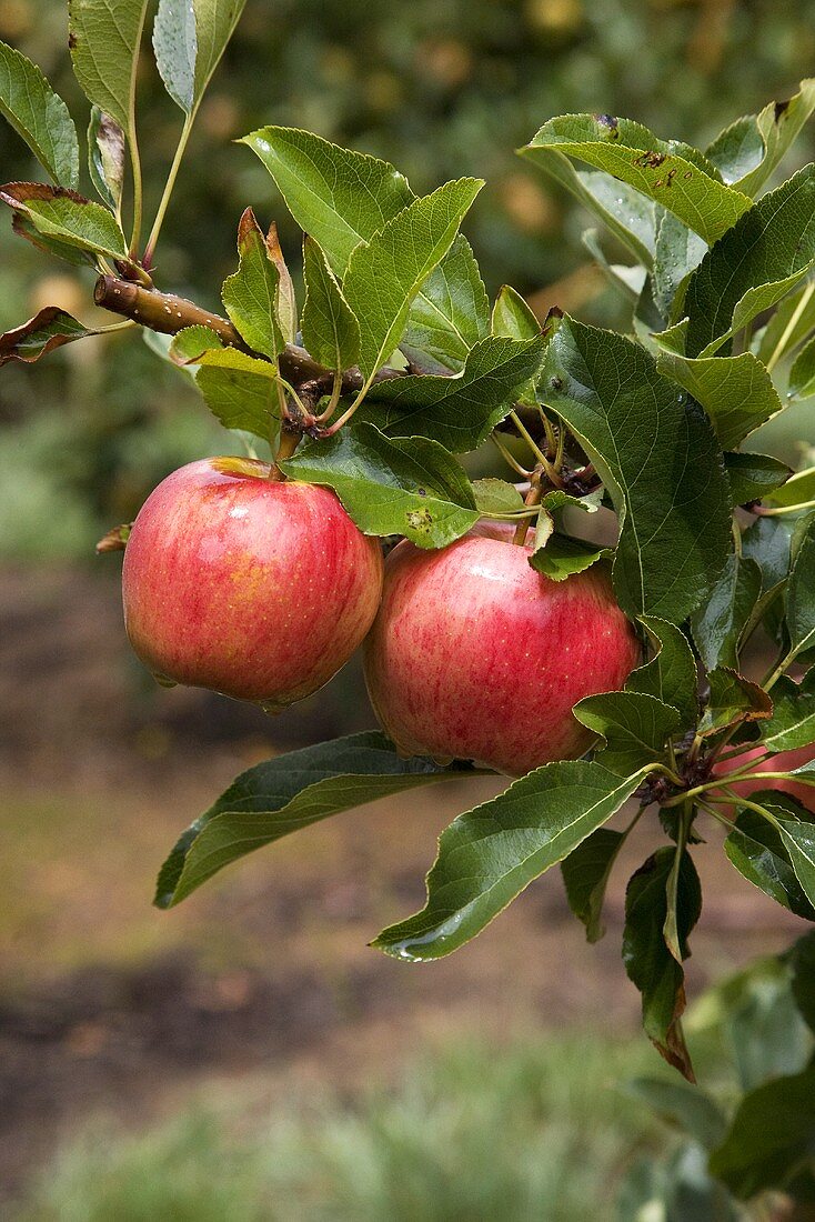 Royal Gala Äpfel am Baum