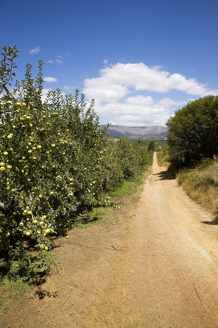 Apple Orchards at Melsetter Trust Estate; South Africa