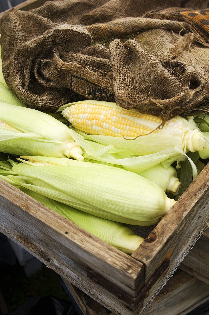 Fresh Corn on the Cob in a Crate