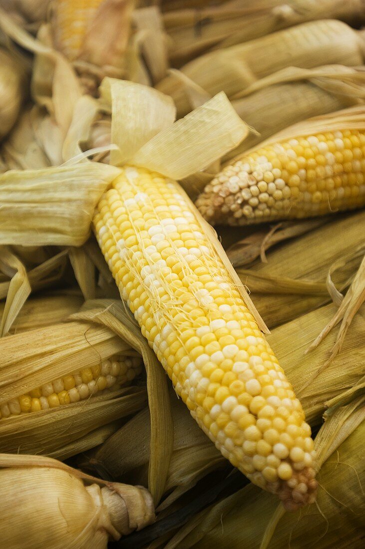 Corn on the Cob Cooked in Husks