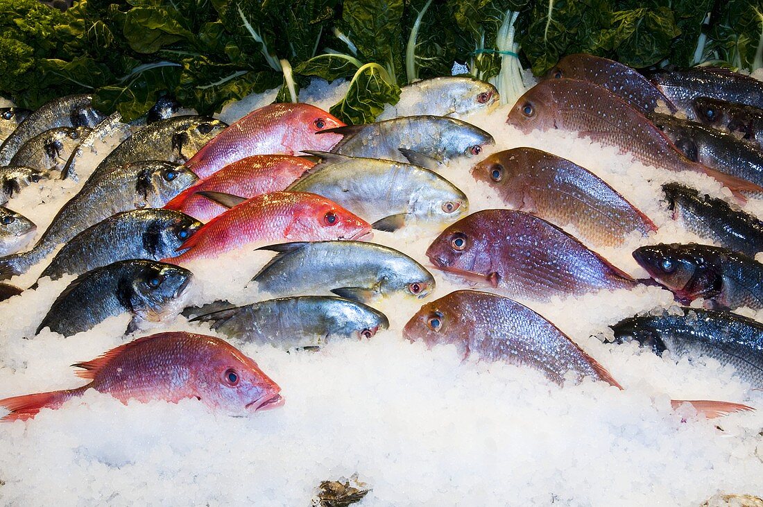 Verschiedene frische Fische auf dem Markt