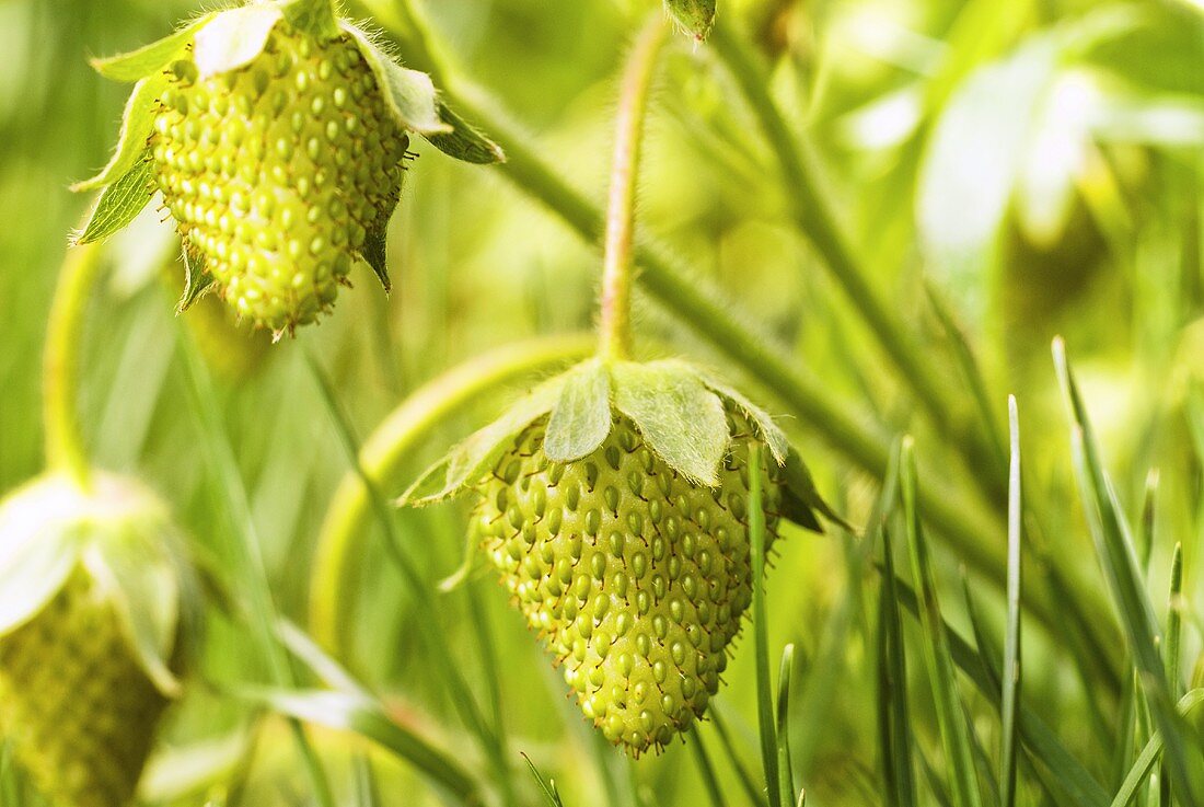 Green Strawberries on the Plant