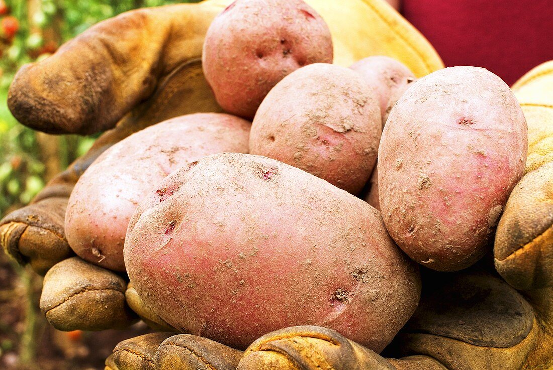Hände in Handschuhen halten frisch geerntete Kartoffeln