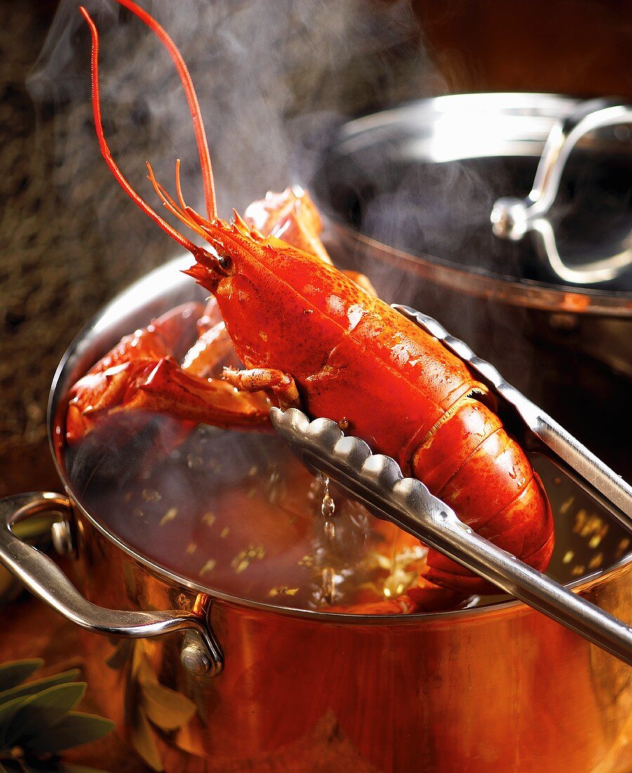 Removing Boiled Lobster From Copper Pot with Tongs