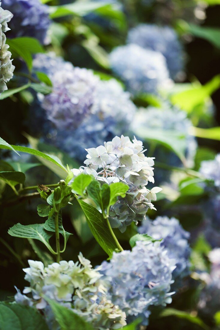 Blaue Hortensienblüten