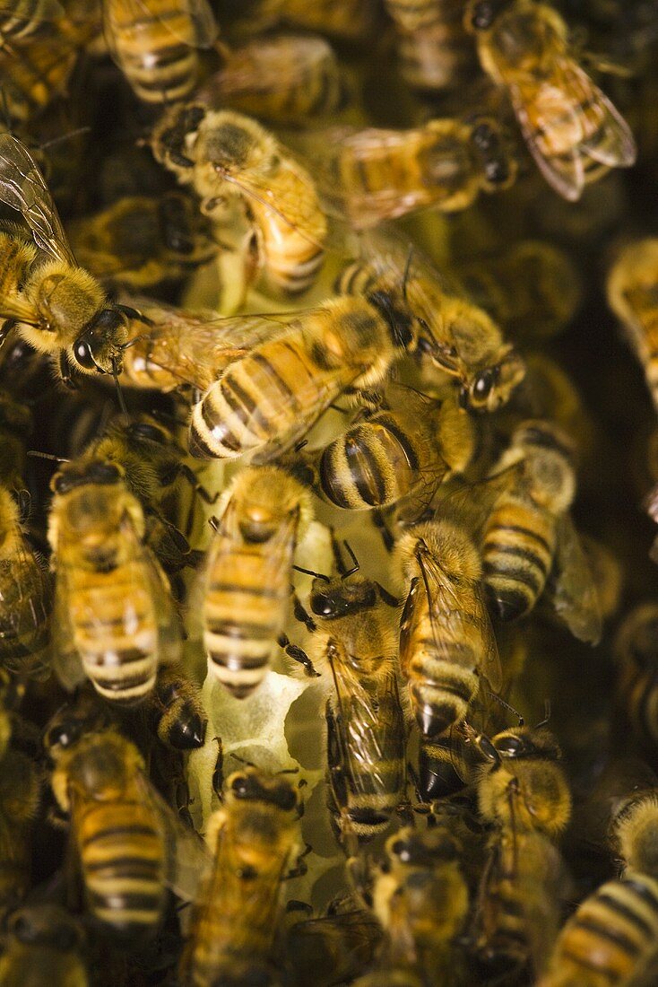 Viele Bienen auf der Wabe