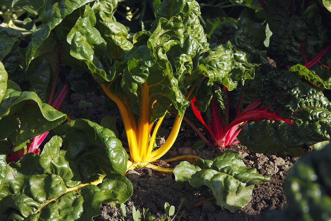 Organic Red and Yellow Swiss Chard Growing in the Garden