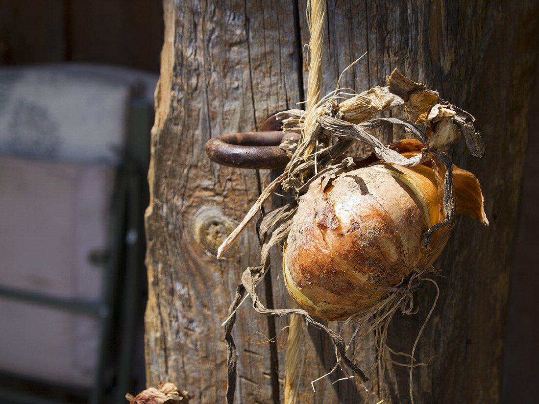 Zwiebel hängt an Holztür (Pennsylvania, USA)