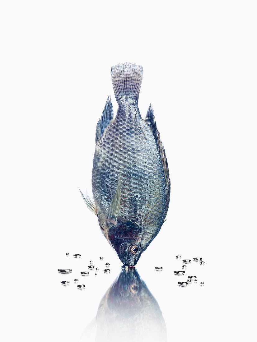 Blauer Fisch mit Reflexion