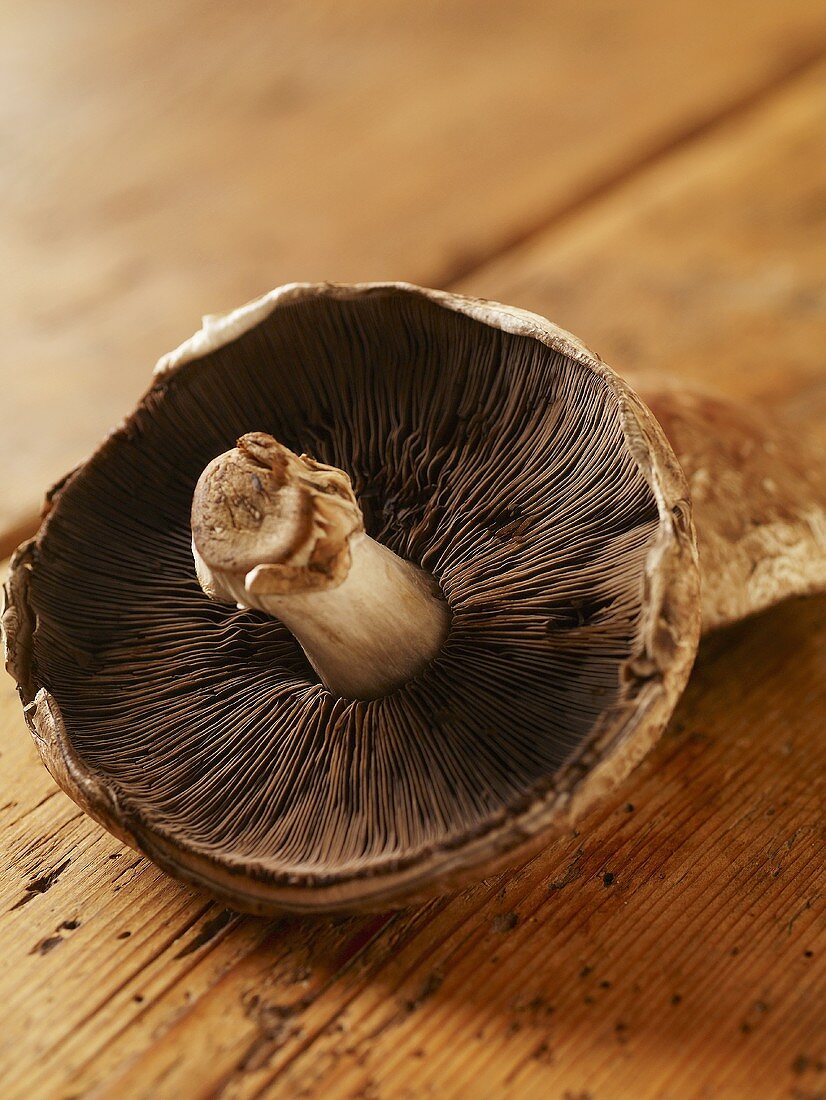 Portobello Mushroom