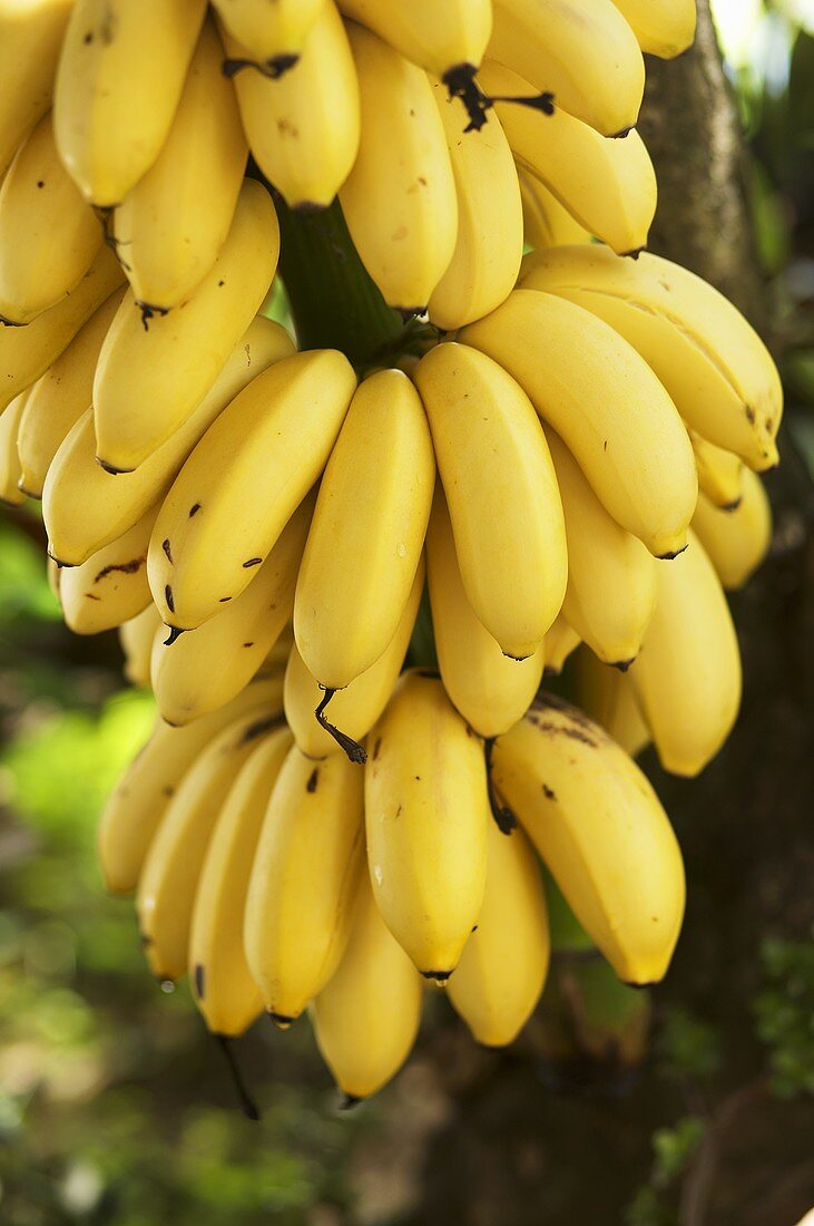 https://media01.stockfood.com/largepreviews/MjE1MTA1OTA=/00693890-Bunch-of-bananas-on-the-plant.jpg